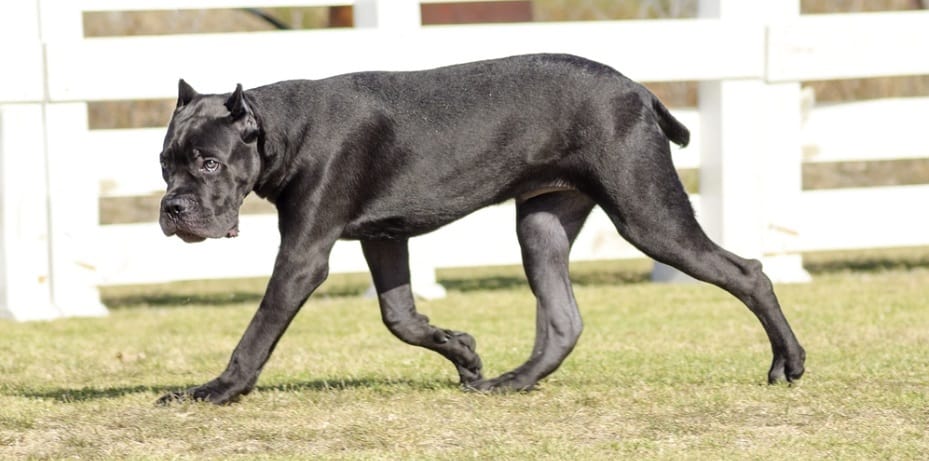 can a cane corso live in a apartment