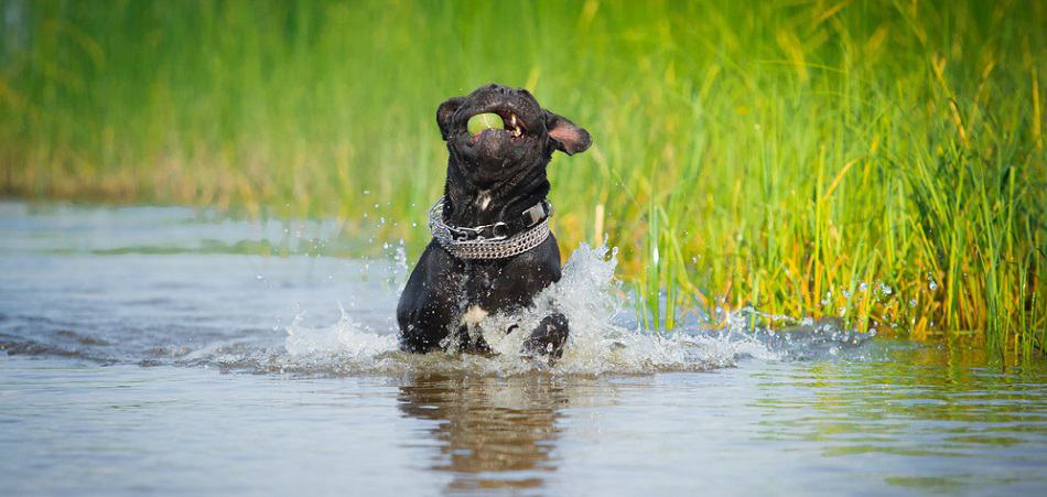 Cane Corso Lifespan Factors