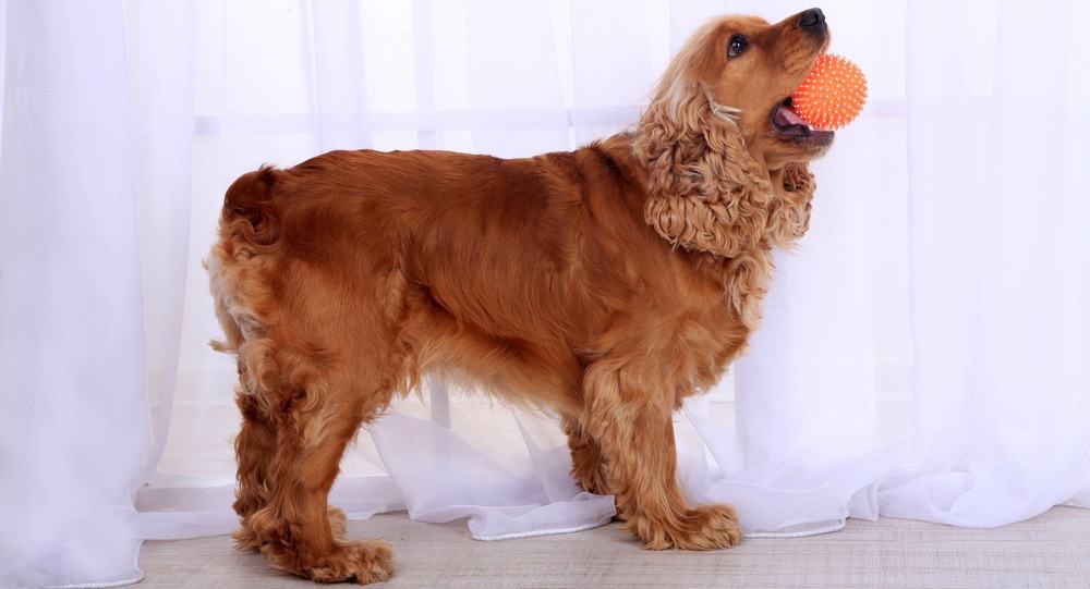 Cocker Spaniel Diet