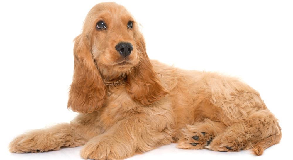 What Is The Average Age For A Cocker Spaniel To Die