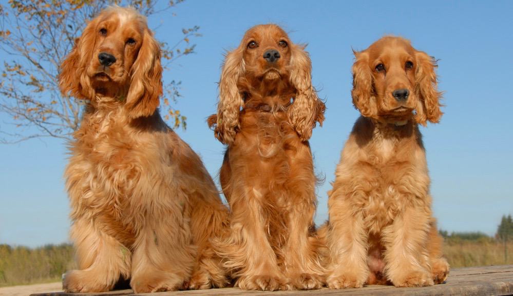 Cocker Spaniel Health