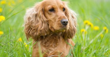 Cocker Spaniel Lifespan
