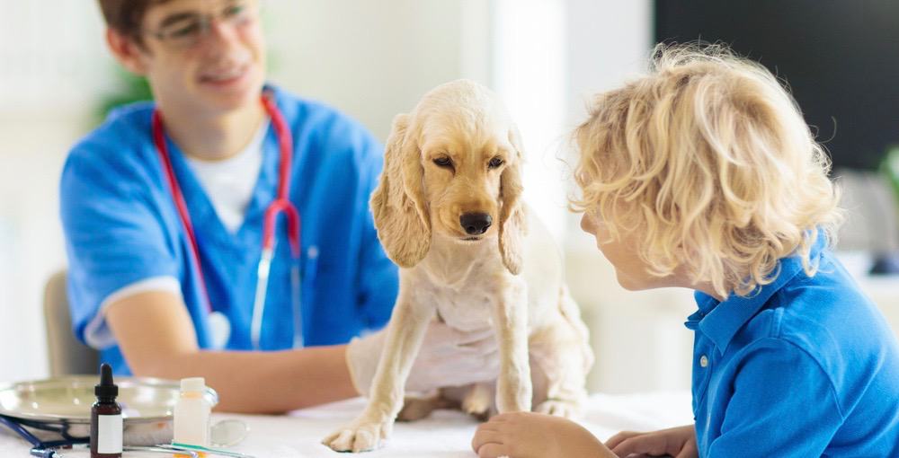 Cocker Spaniel Vet Clinic