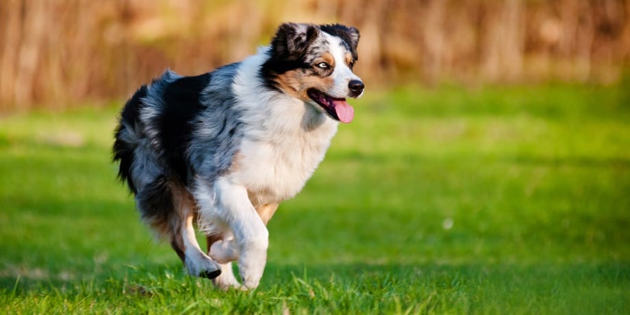 are american shepherds born without tails