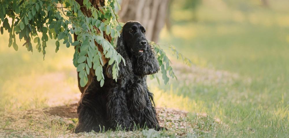 English Cocker Spaniel Lifespan