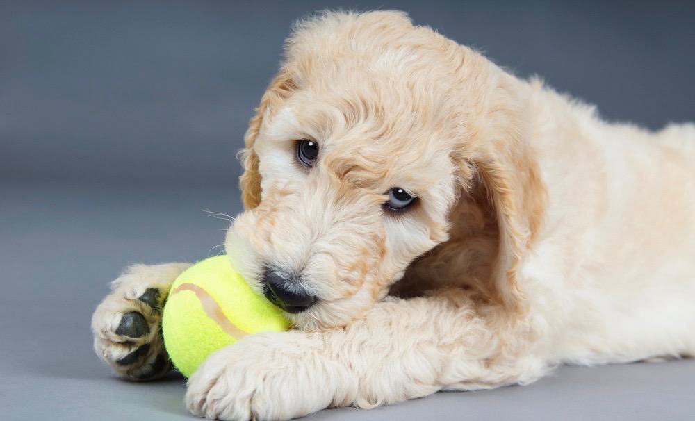 Goldendoodle Diet