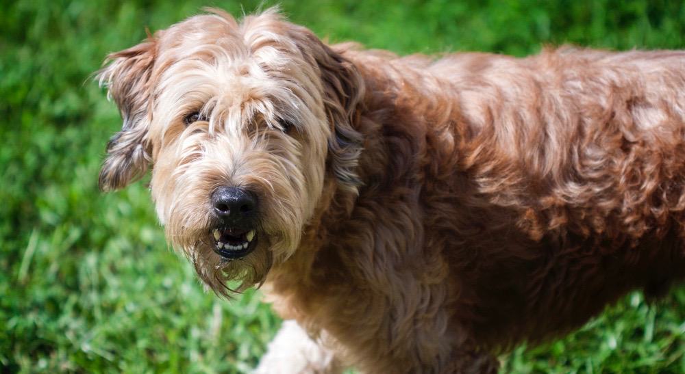 Goldendoodle Healthy Diet