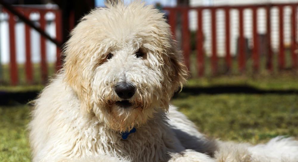 Goldendoodles Lifespan