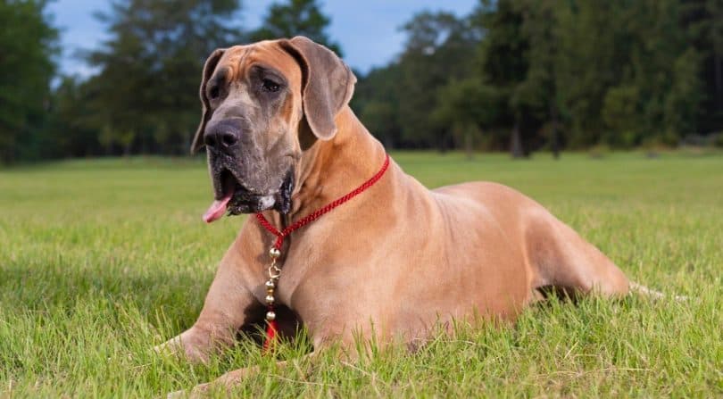 Great Dane Lifespan | How Long Do Great Danes Live