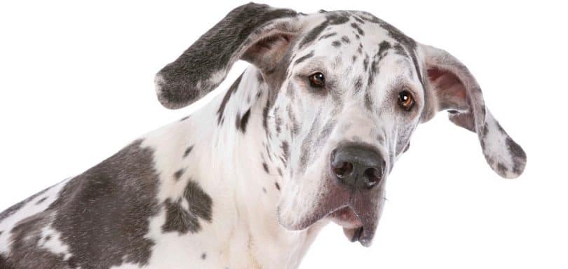 Great Dane Lifespan | How Long Do Great Danes Live