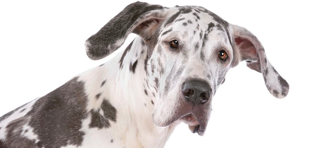 Great Dane Life Span