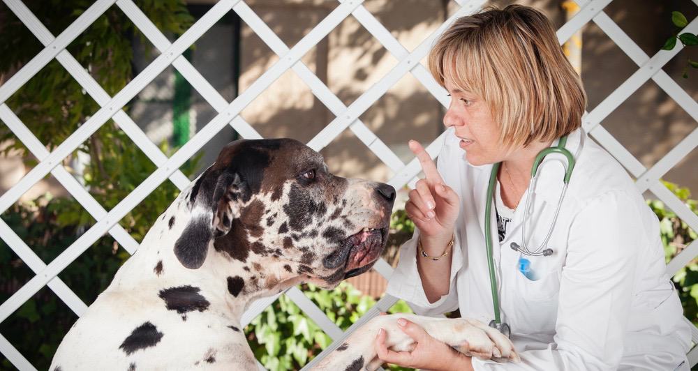 Great Dane Vet