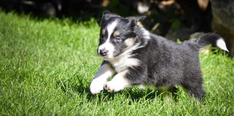 How Big Will My Puppy Get Puppy Growth Calculator