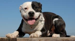 Are Pitbulls Good With Kids (The Truth) | Pitbull And Kid