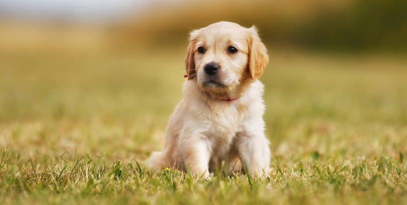 How Big Will My Puppy Get | Puppy Growth Calculator