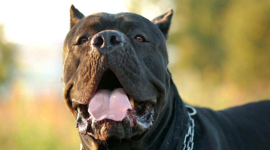 Purebred Cane Corso