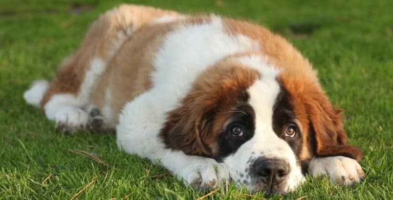 St. Bernard Lifespan | How Long Do Saint Bernards Live