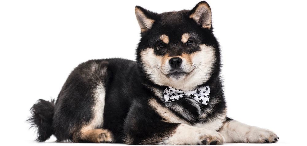 Shiba Inu Diet 