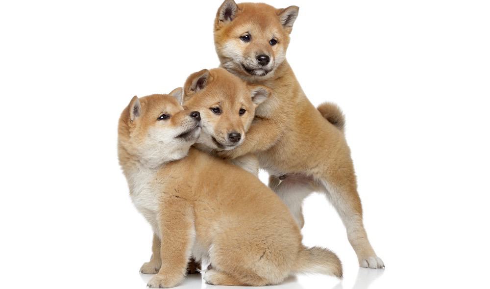 Shiba Inu Exercise 