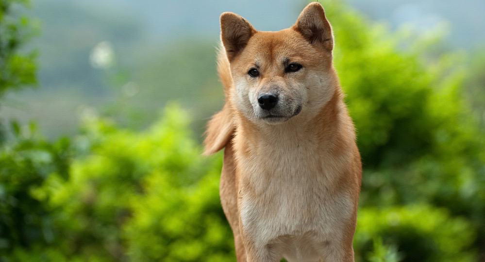 Shiba Inu Healthy Diet