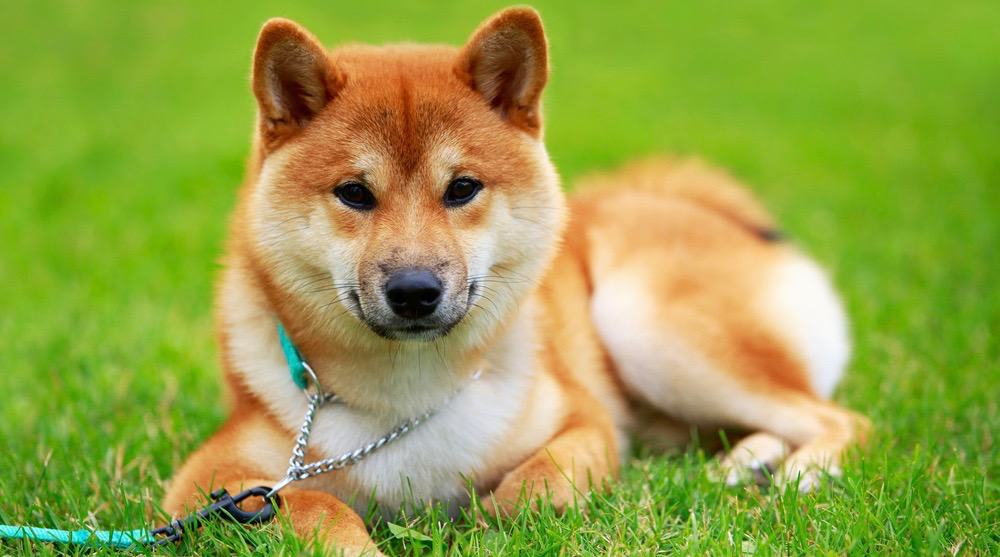 Shiba Inu Life Expectancy