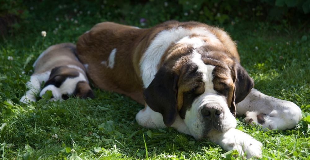 St Bernard Diet