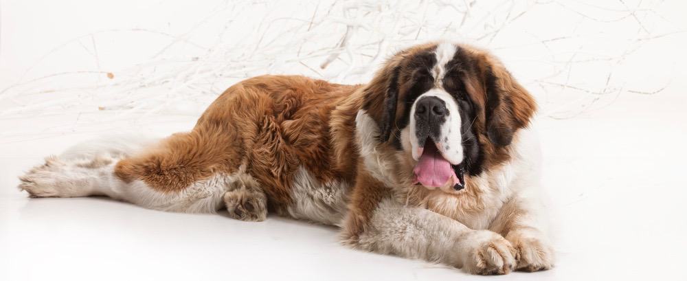 St Bernard Healthy Diet