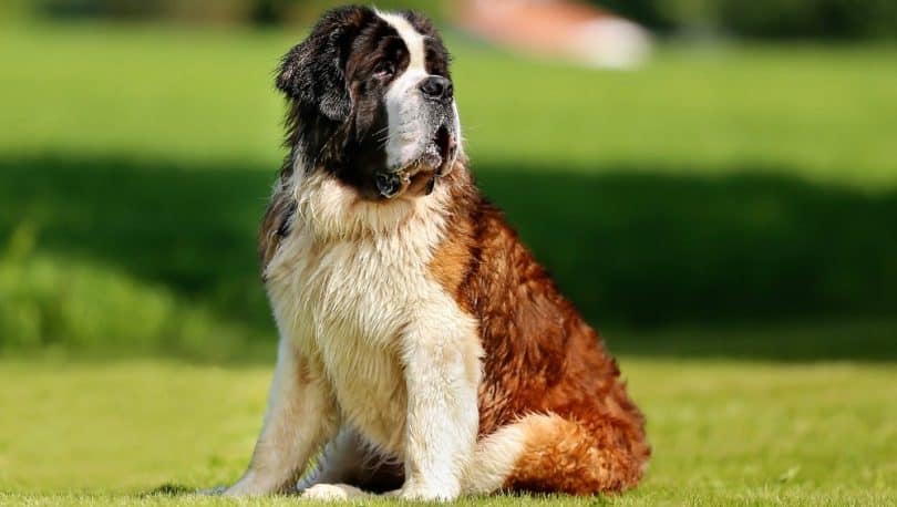 St. Bernard Lifespan | How Long Do Saint Bernards Live