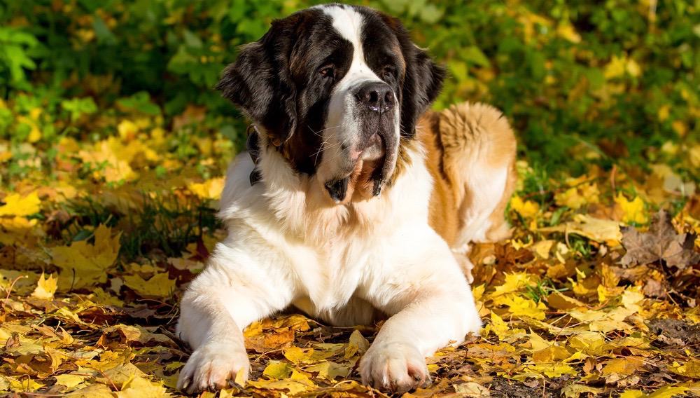 St Bernard Lifespan How Long Do Saint Bernards Live