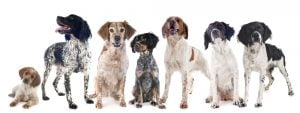 Brittany Spaniel Weight Chart | Brittany Size & Growth Chart