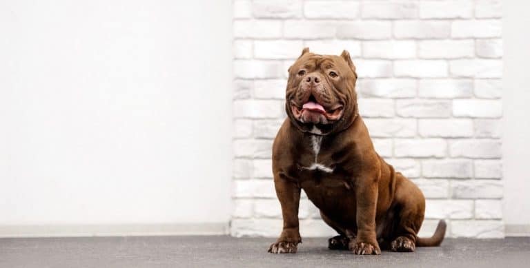 American Bully XL – An Ultimate Guide To American Bully