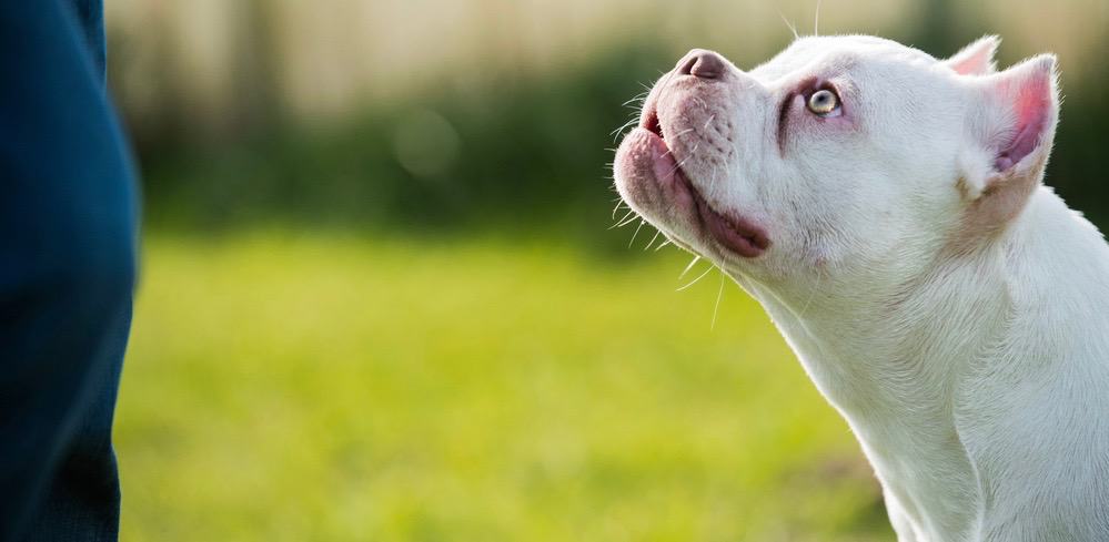 American Bully XL Grooming