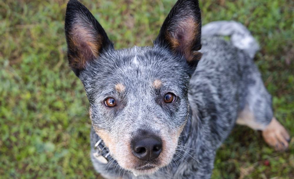 Australian Cattle Dog Diet