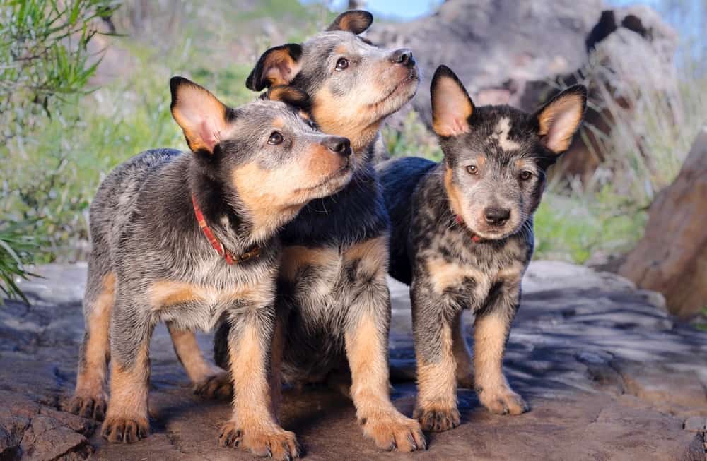 Australian Cattle Dog Temperament