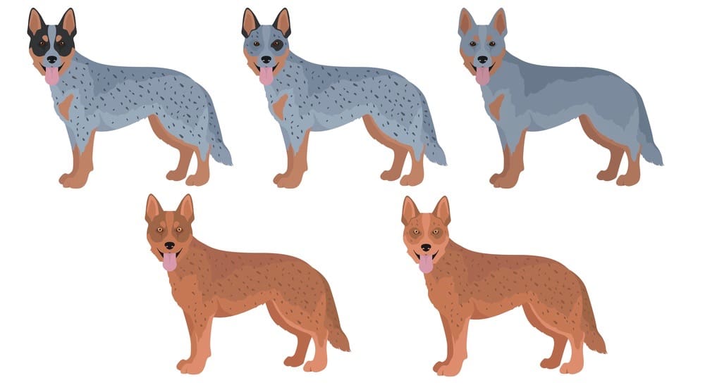 Australian Cattle Dog Variety Of Coat Colors