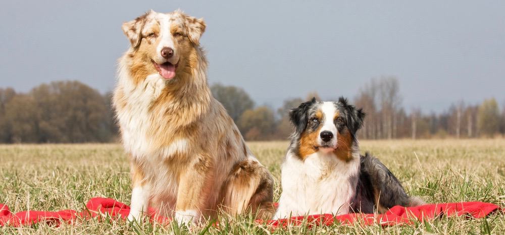 kan ikke se Aubergine Falde tilbage Mini Australian Shepherd vs Standard Australian Shepherd