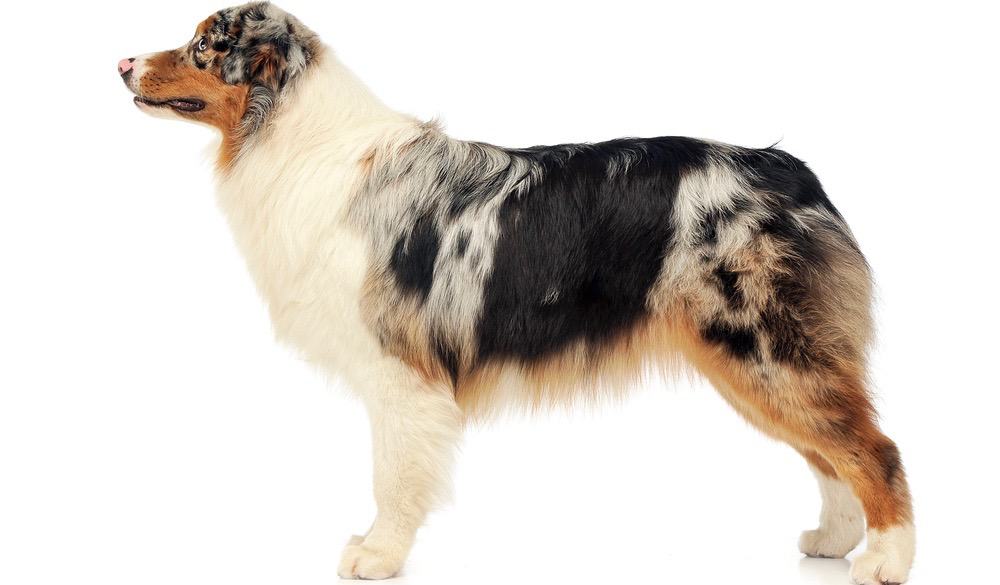 Mini Australian Shepherd vs Standard Australian Shepherd