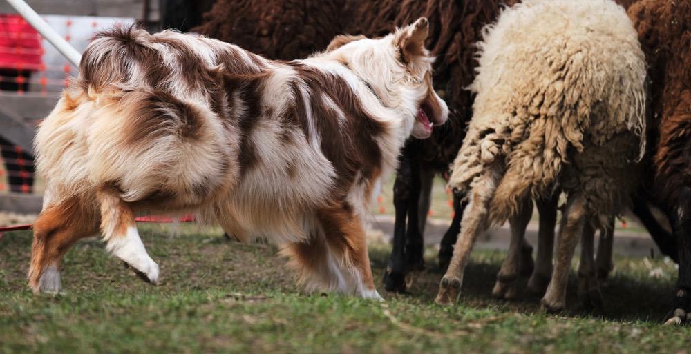 Australian Shepherd Temperament