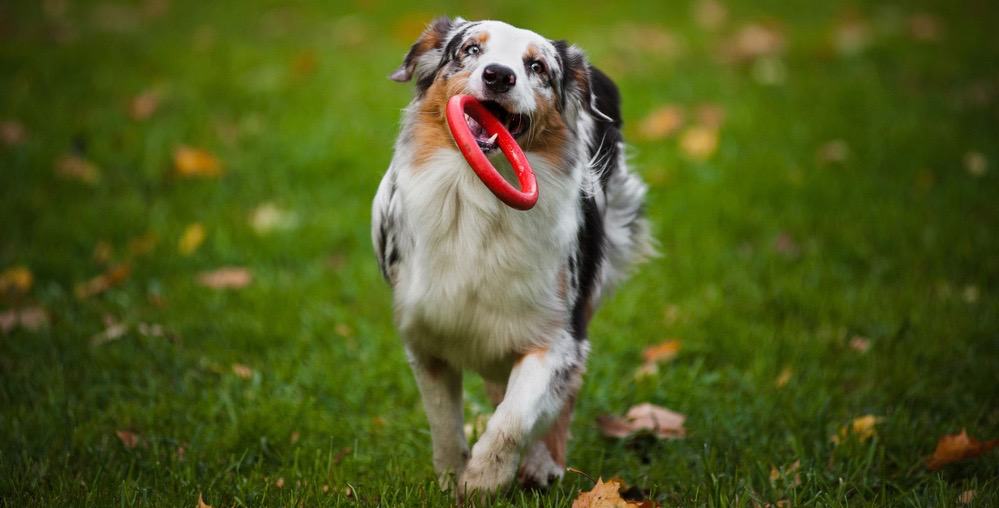 Australian Shepherd Training