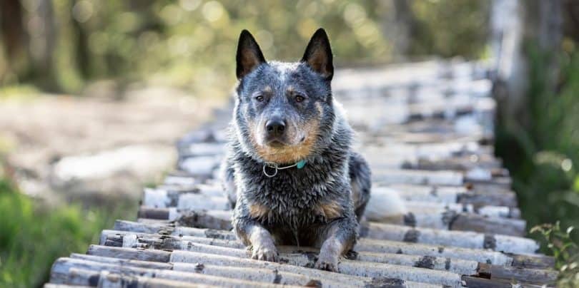 Australian Cattle Dog vs Blue Heeler | Red Heeler vs Blue Heeler