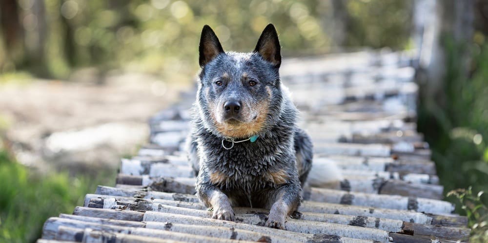 Blue Heeler Dog