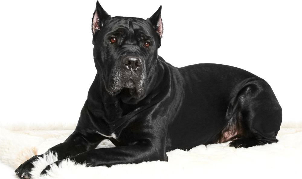 Cane Corso Appearance