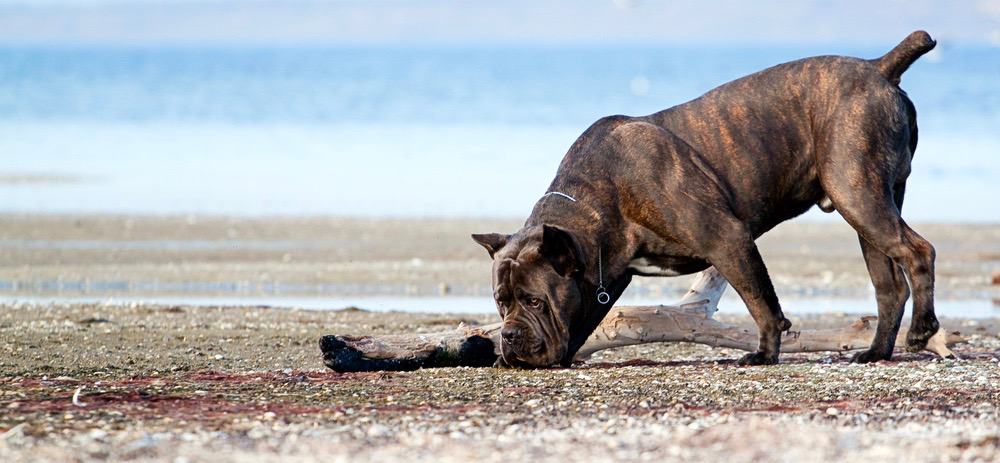 Cane Corso Health Problems