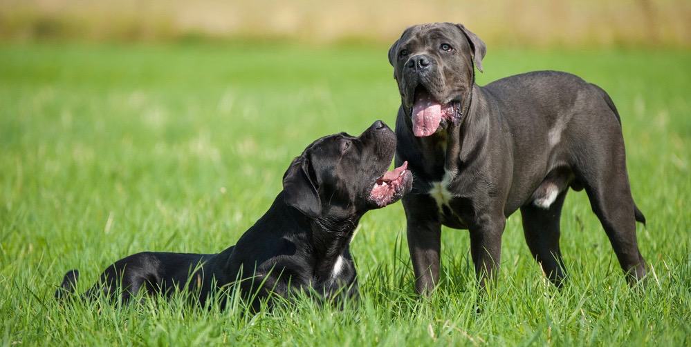 Cane Corso History