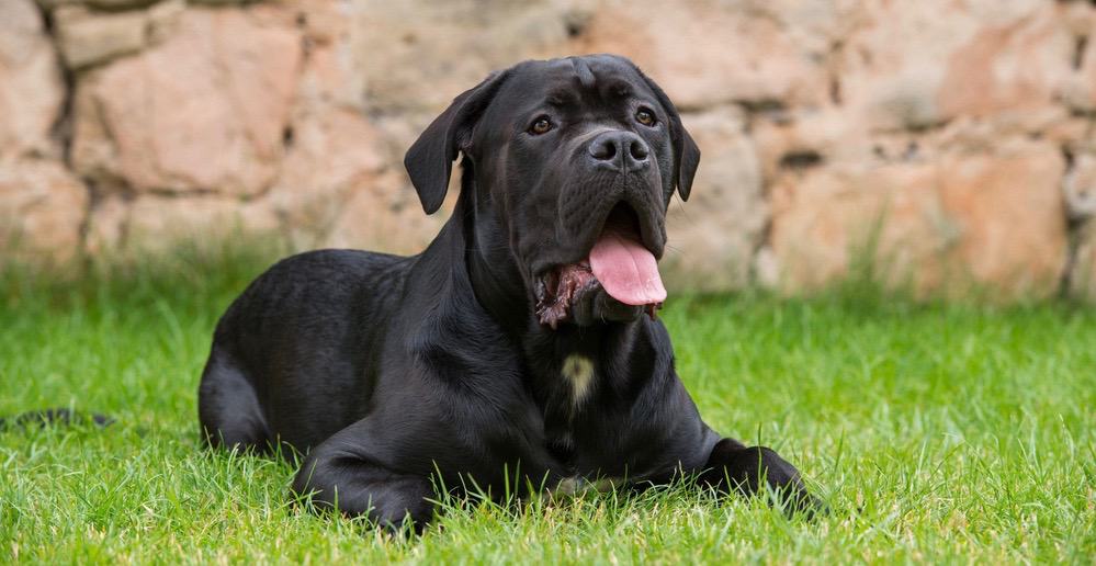 Cane Corso Temperament