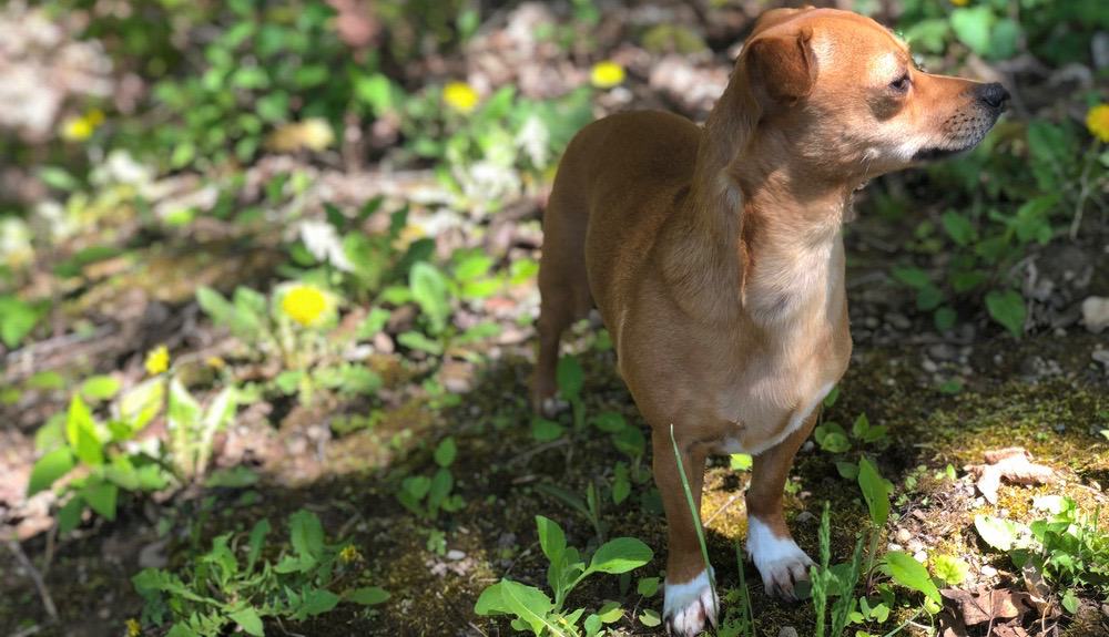 Chiweenie Growth Chart