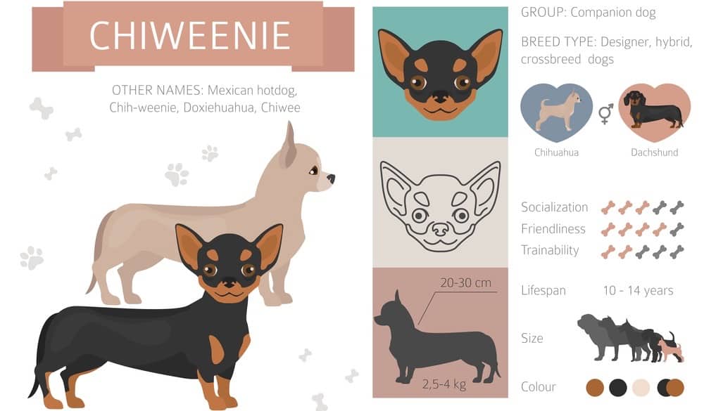 Chiweenie Growth Chart Chiweenie Weight & Size Chart