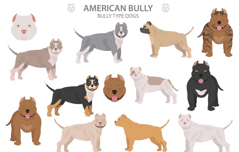 Different Types Of American Bully