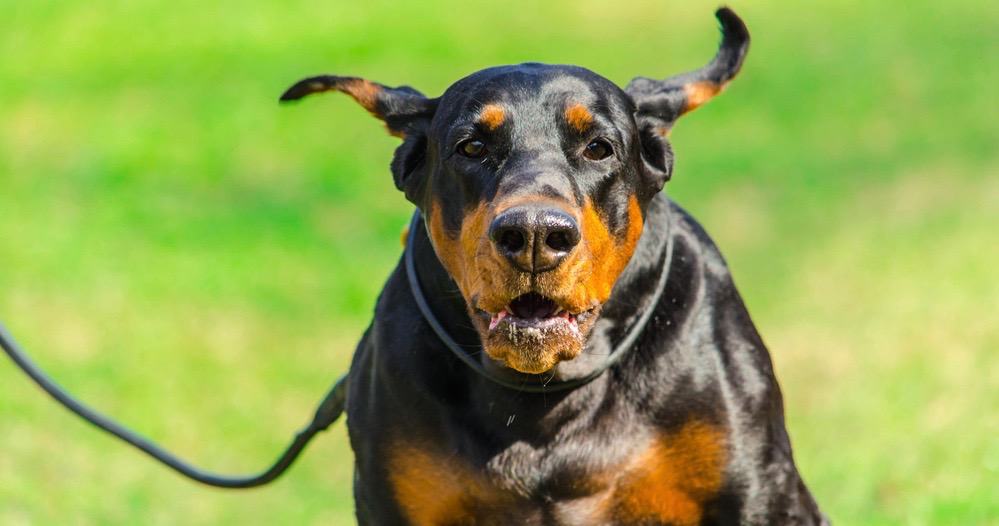 Dog Ear Positions Chart What Your Dog's Ear Position Means