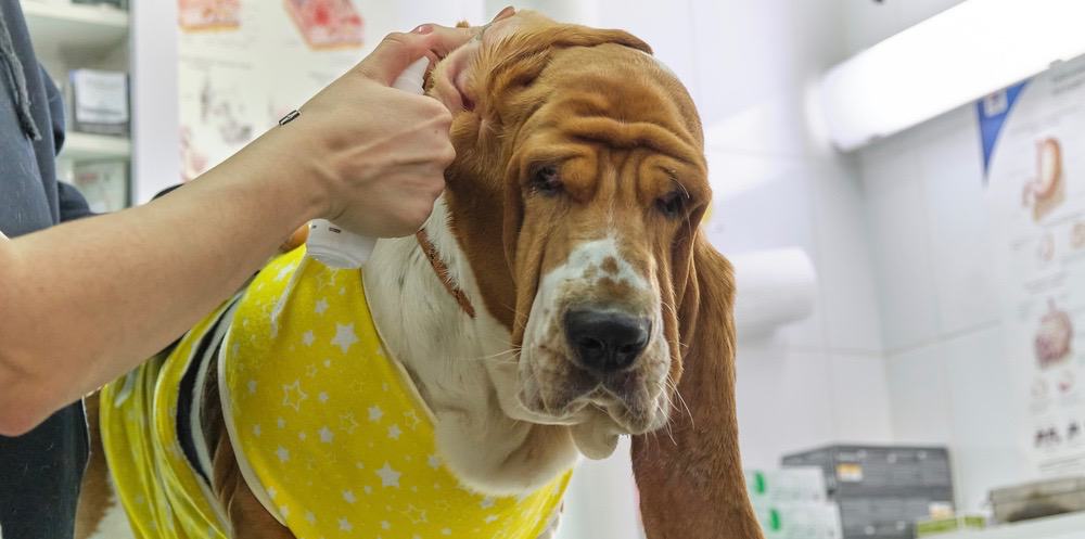 Dog Ear Wax Problem Symptoms Causes